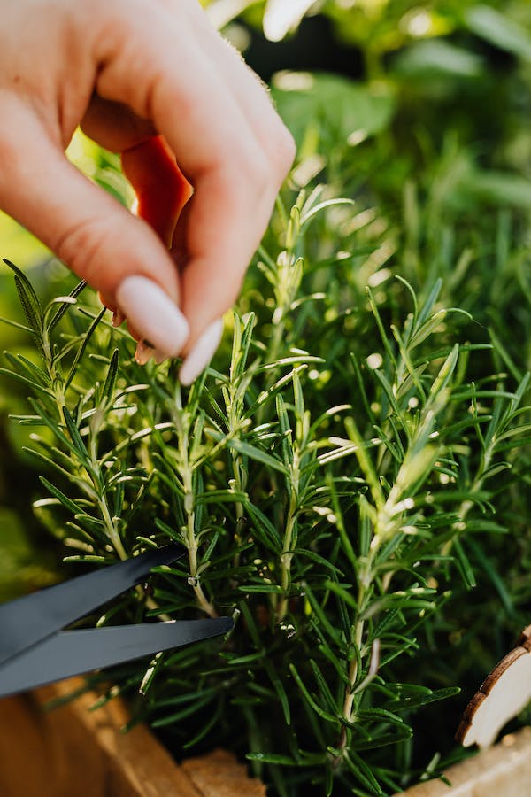 O alecrim é uma planta medicinal que possui diversas propriedades, conheça Alecrim indicações contraindicações e modos de uso. 