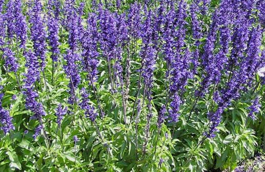 Plantação de Salvia hispanica L. (Chia) campo verde com flores roxas 