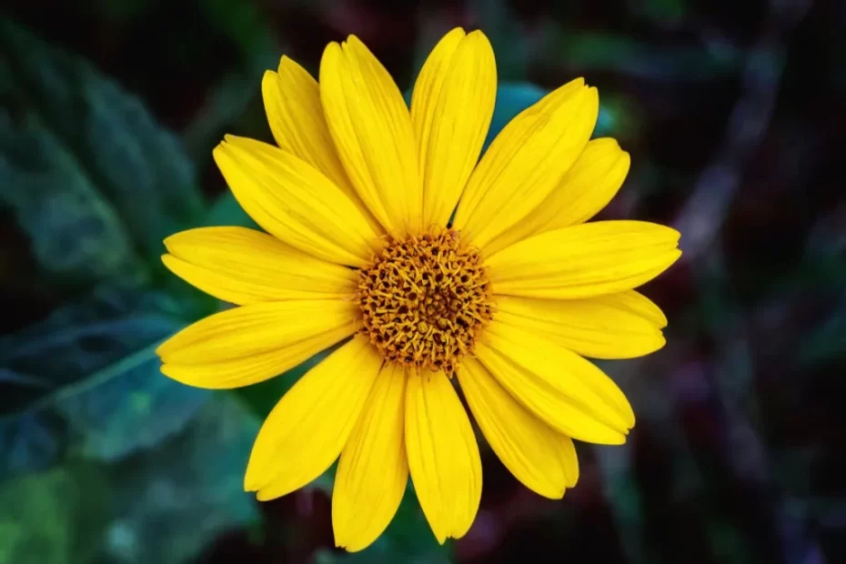 Flor da Arnica, ela é uma planta com inúmeras propriedades medicinais comprovadas, traz com seus ativos muitos benefícios para dores, contusões, edemas e inflamações.