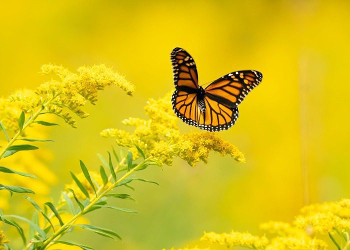 Nome científico Arnica Montana, sub variações Solidago chilensis, Lychnophora ericoides e Porophyllum ruderale, Flor da Arnica na foto com sua cor amarelo resplandecente em contraste com uma borboleta