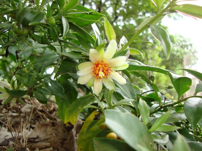 Flor e folhas de ora-pro-nóbis, suas folhas trazem muitos nutrientes e benefícios a saúde.