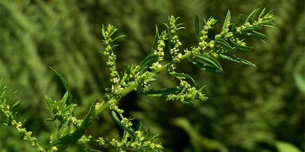 O mastruz, também conhecido como erva-de-Santa-Maria, é uma planta medicinal amplamente utilizada devido às suas propriedades e benefícios para a saúde, esta planta tem o nome científico de Chenopodium ambrosioides (sinônimo Dysphania ambrosioides)