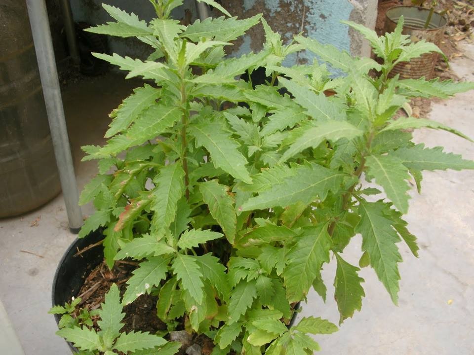 O mastruz pode ser encontrado em lojas de produtos naturais, feiras livres e até mesmo cultivado em casa. É uma planta resistente e de fácil cultivo, podendo ser plantada em vasos ou jardins.